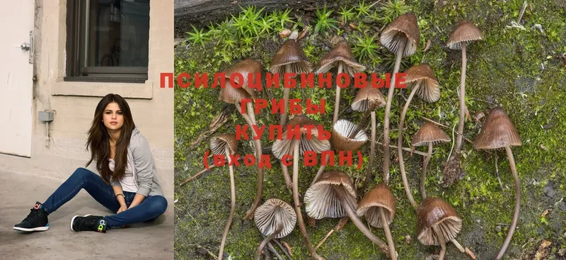 где купить наркоту  Краснокамск  Псилоцибиновые грибы Psilocybe 